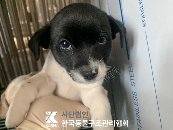 보호중 믹스견의 가…